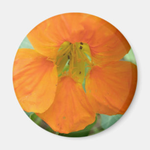 Hübsches Orange Nasturtium Blume Magnet