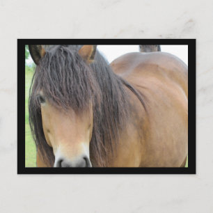 Hübsches Pferd Postkarte
