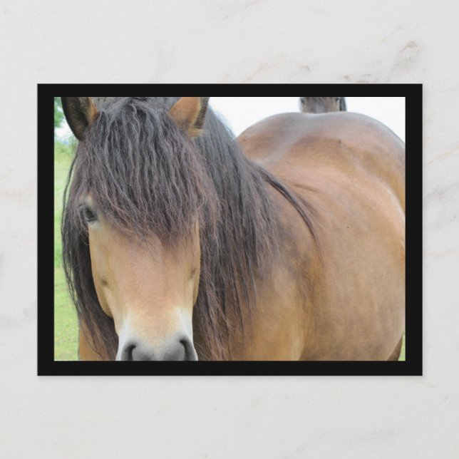 Hübsches Pferd Postkarte (Vorderseite)