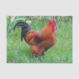 Hübsches Red Chicken Profile Foto Seidenpapier