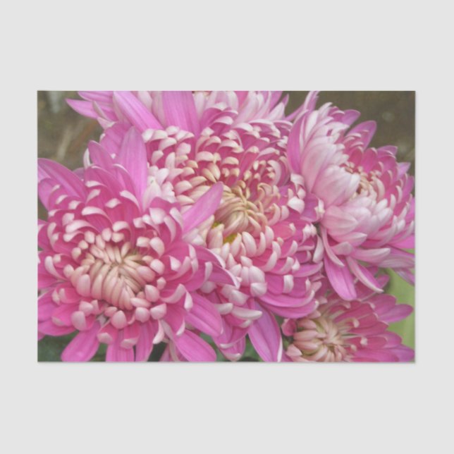 Hübsches rosa Seidenpapier (Vorderseite)