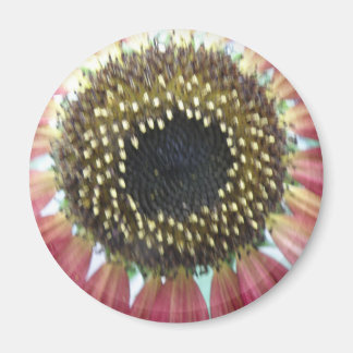 Hübsches Rosa Sonnenblumenmagazin Magnet