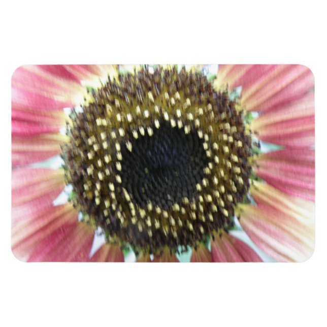 Hübsches rosa Sonnenblumenmotiv Magnet (Horizontal)
