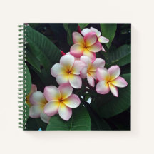 Hübsches Rosa und Gelbe Plumeria Blumenkohl Foto