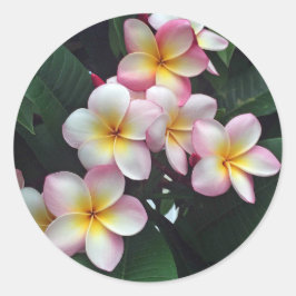 Hübsches Rosa und Gelbe Plumeria Blumenkohl Foto Runder Aufkleber