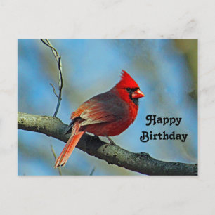 Hübsches Rotkardinal-Foto Geburtstag Postkarte