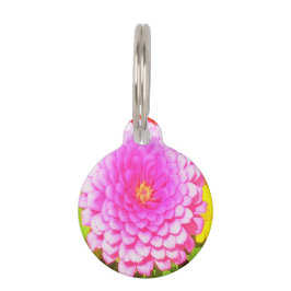 Hübsches Round Pink Zinnia im Sommergarten Haustiermarke