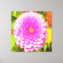 Hübsches Round Pink Zinnia im Sommergarten