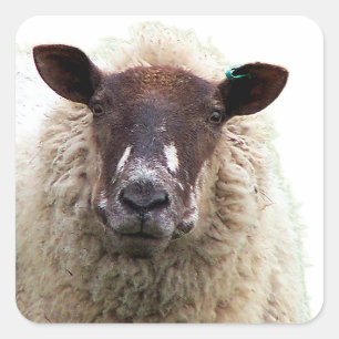 HÜBSCHES SCHAF QUADRATISCHER AUFKLEBER