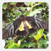 hübsches Schwarz-Gelb-Schmetterling-Foto