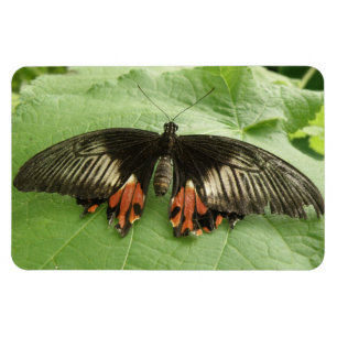 Hübsches Schwarz Rot und Gold Butterfly Flexi Magn Magnet