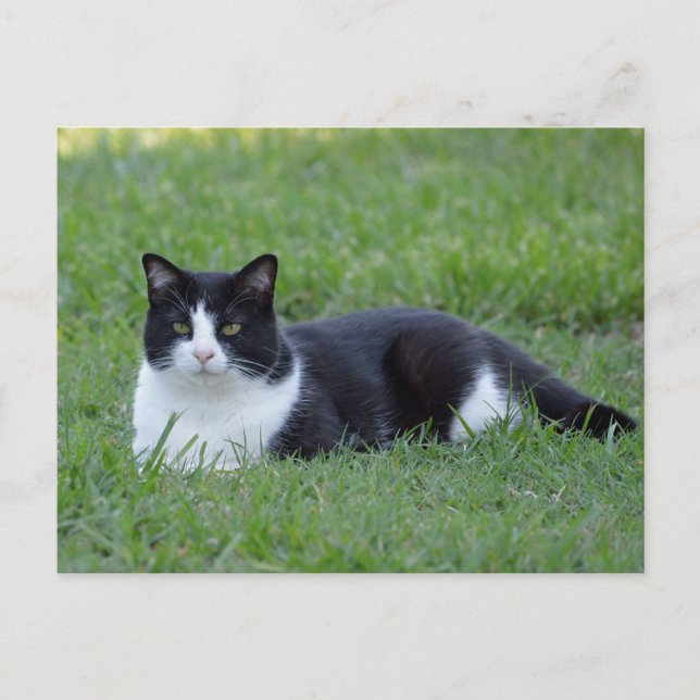 Hübsches Schwarz-Weiß-Tuxedo-Kat-Foto Postkarte (Vorderseite)