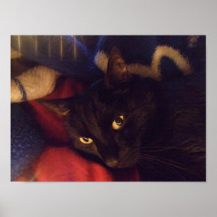 Hübsches schwarze Katzen-Plakat Poster