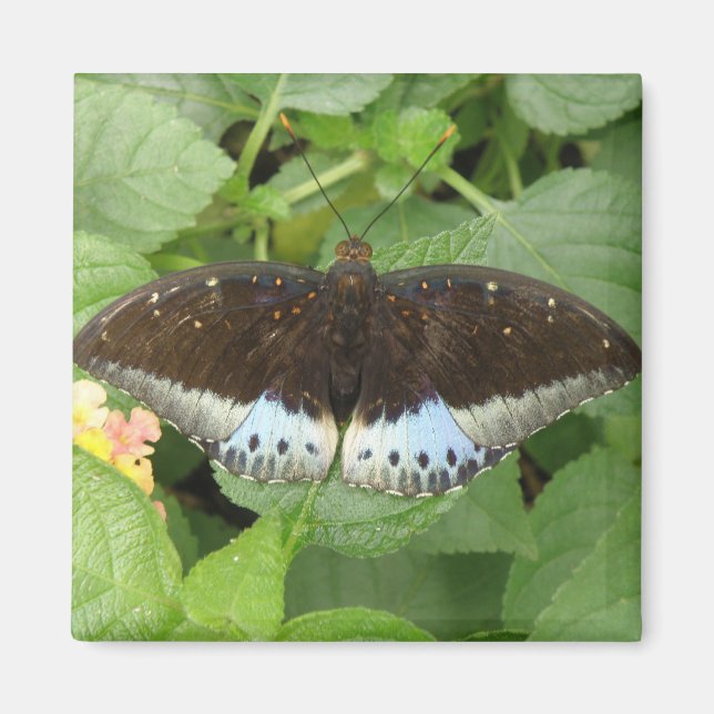 Hübsches Tropenschmetterlingsmagnet Magnet (Vorne)