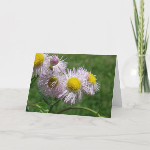 Hübsches und rosa Daisy-like Weed Karte