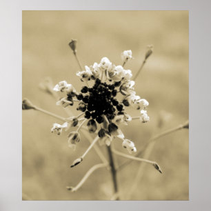 Hübsches Unkraut Poster