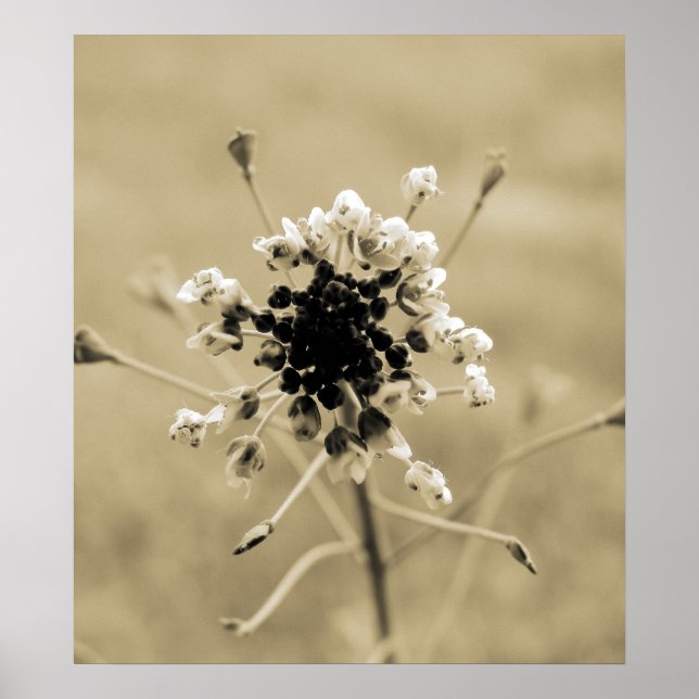 Hübsches Unkraut Poster (Vorne)