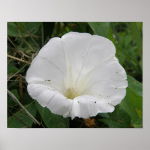 Hübsches weißes Convolvula-Blume-Poster Poster