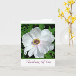 Hübsches weißes Peony / Denken Sie an Sie / Leere  Karte