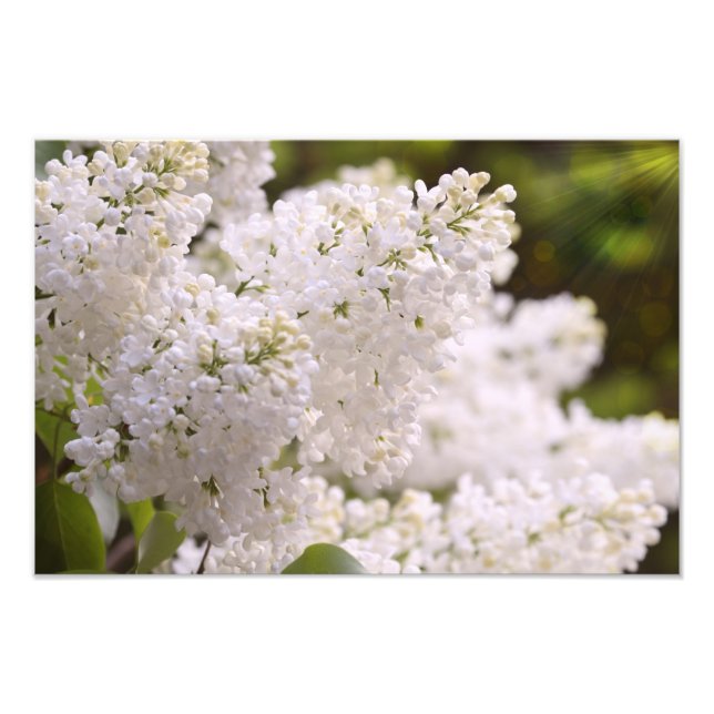 Hübsches White Lilacs Foto (Vorne)