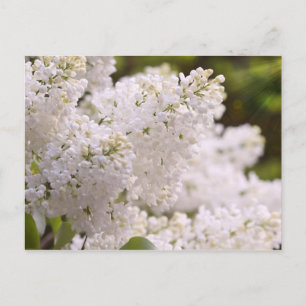 Hübsches White Lilacs Foto Postkarte