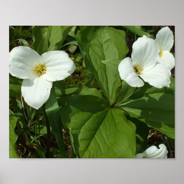 Hübsches White Trillium Poster (Vorne)