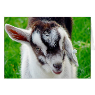 Hübsches Ziegenkind