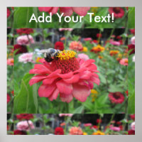 Hübsches Zinnia mit Biene