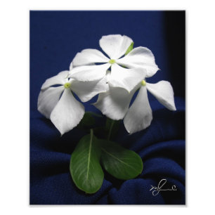 Hubschrauber-Blume Fotodruck