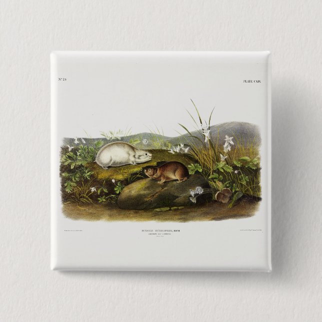 Hudson's Bay (Ungava Collared) Lemming von Audubon Button (Vorderseite)