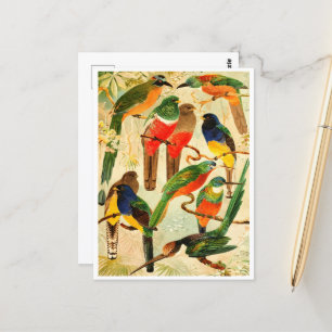 Hudú, Surucuás, Arirámbas aus dem Wald der Jungfra Postkarte