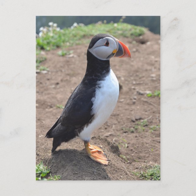 "Huffin" Puffin" von Mike Paget Postkarte (Vorderseite)