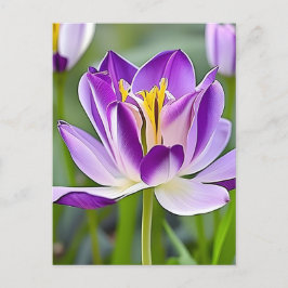 Hüfte, Blume, Postkarte