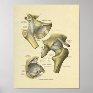 Hüftgelenk Anatomie Knochen Druck Poster