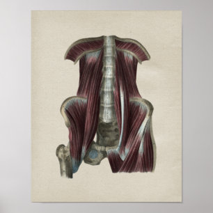 Hüftmuskeln menschliche Anatomie Vintage-Druck Poster