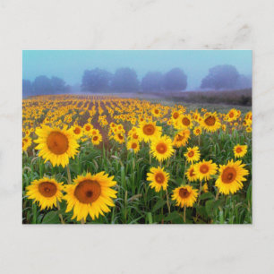 Hüftnebel, Postkarte