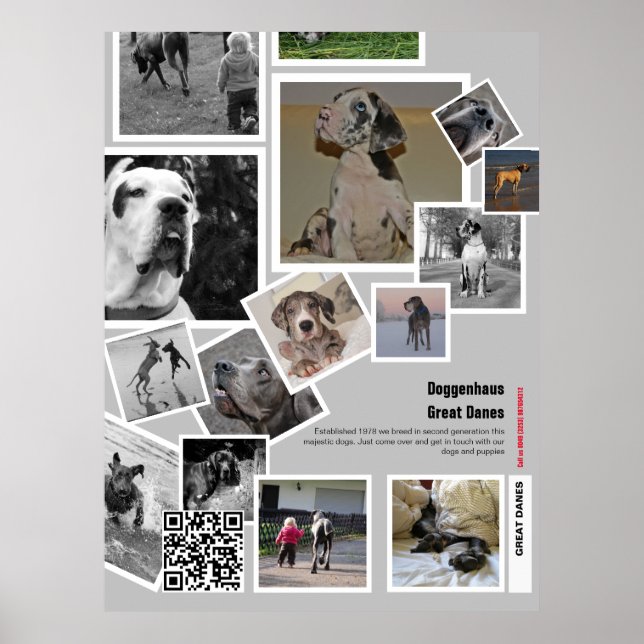Huge Great Dane Welpe zu verkaufen Poster (Vorne)