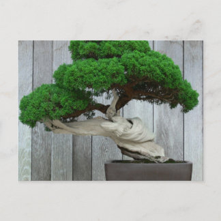 Huge Juniper Bonsai Postkarte