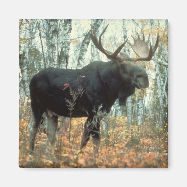 Huge Moose Magnet (Vorne)