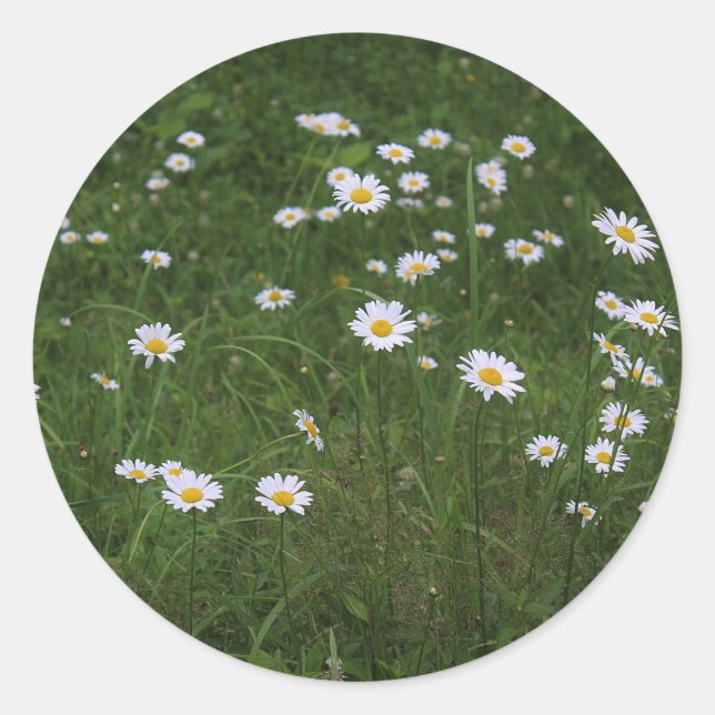 Hügel der Daisies Runder Aufkleber (Vorderseite)