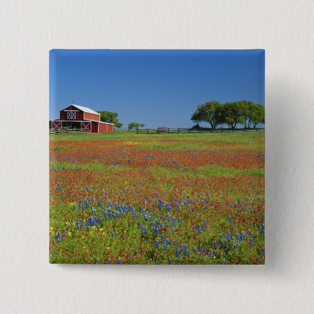 Hügel-Land Texas, Texas, Texas-Malerpinsel Button (Vorderseite)