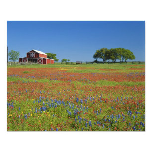 Hügel-Land Texas, Texas, Texas-Malerpinsel Fotodruck