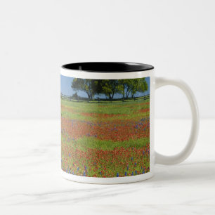 Hügel-Land Texas, Texas, Texas-Malerpinsel Zweifarbige Tasse