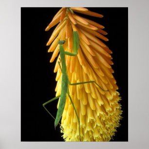 Hügel Michigans, Rochester. Betender Mantis auf Poster