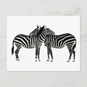 Hugging Zebras Postkarte