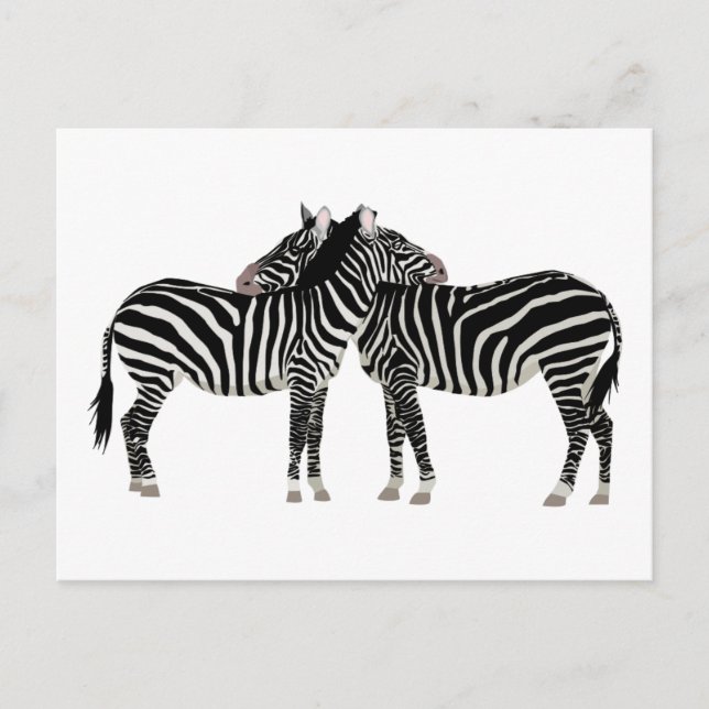 Hugging Zebras Postkarte (Vorderseite)