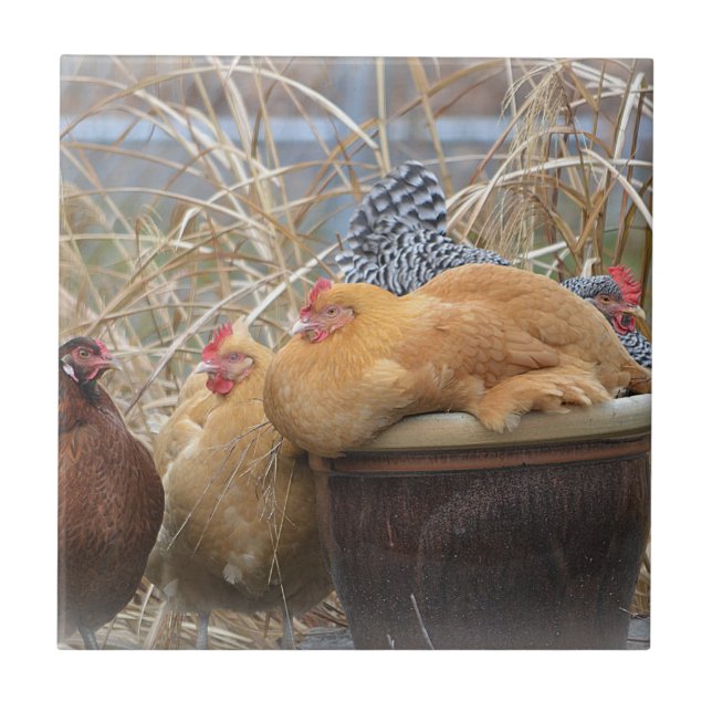 Huhn-Fliese Fliese (Vorderseite)