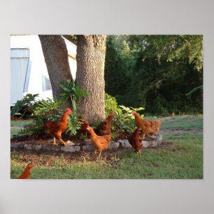 Huhn-Gesang Poster