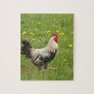 Huhn, Hahn, Tier, Vogel, Bauernhof, Landwirtschaft Puzzle