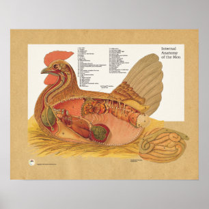 Huhn-Henne-internes Anatomie-Diagramm Poster